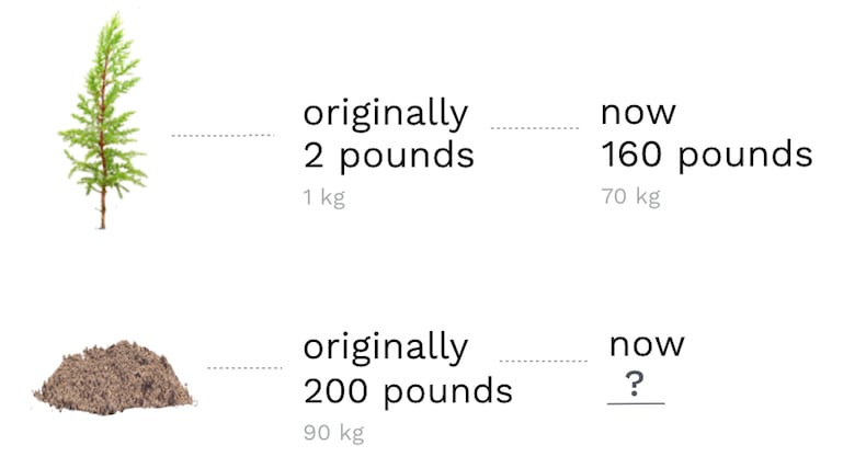 Weight of sapling and soil