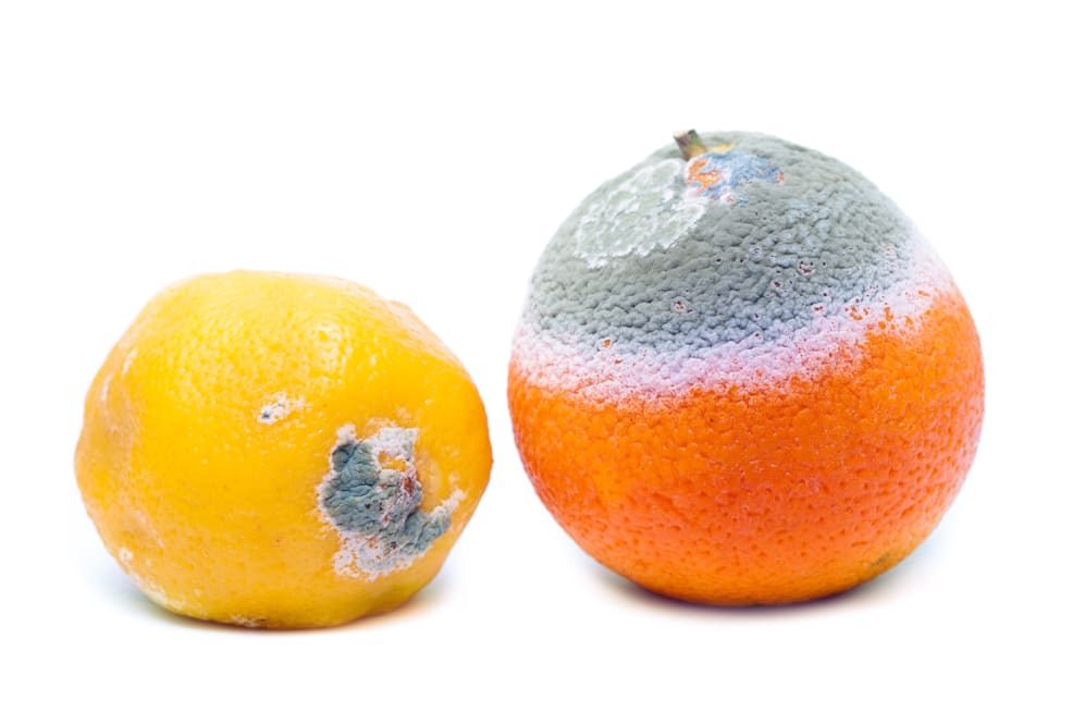 rotting lemons