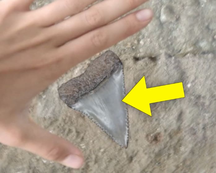 mystery-fossil